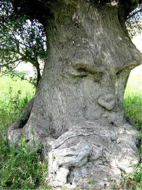 "L'ulivo pensante": Nessun fotoritocco, quell'albero esiste e va protetto